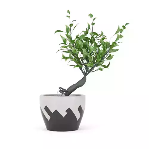 Ficus Microcarpa 3D model
