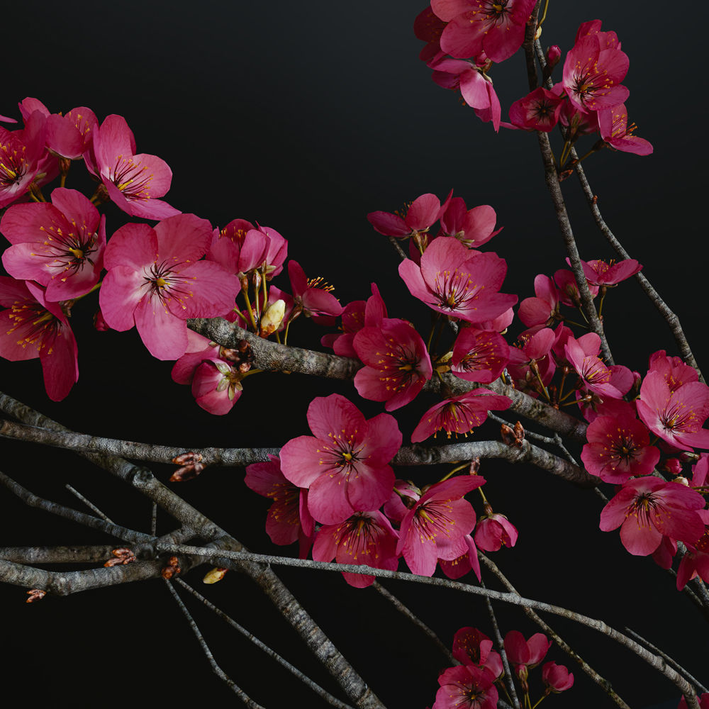 Decorative branch with flowers of sakura 3D model_4