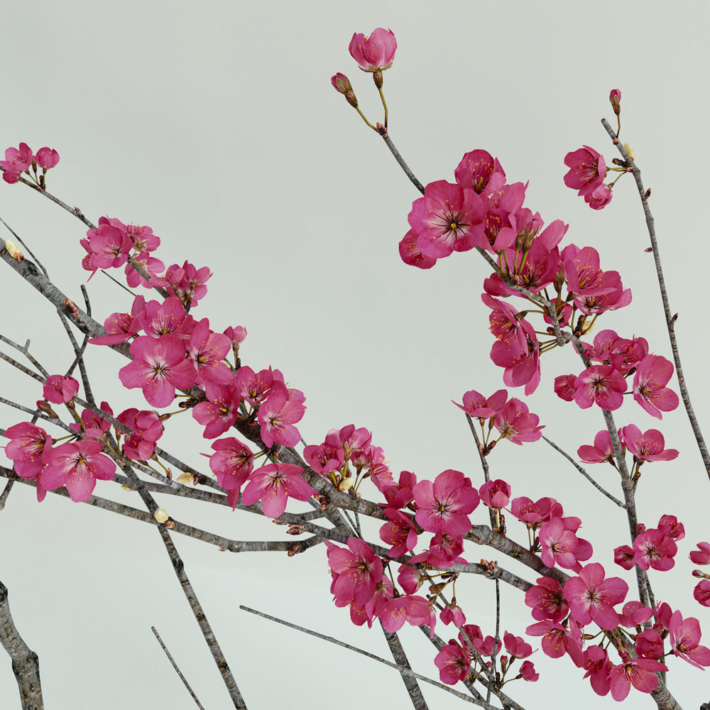 Decorative branch with flowers of sakura 3D model_3