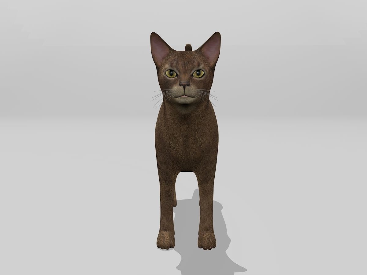 Abyssinian Cat Full Rigged Low-poly 3D model_1