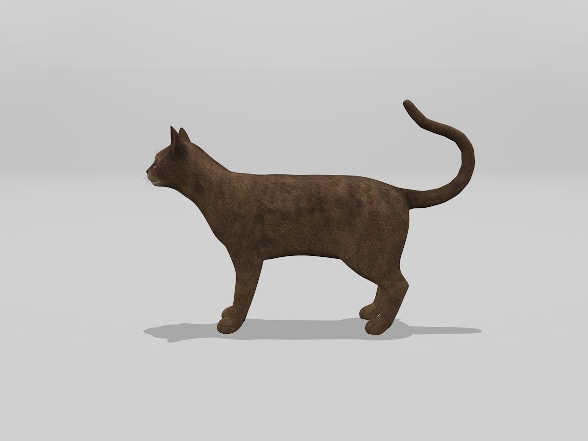 Abyssinian Cat Full Rigged Low-poly 3D model_3