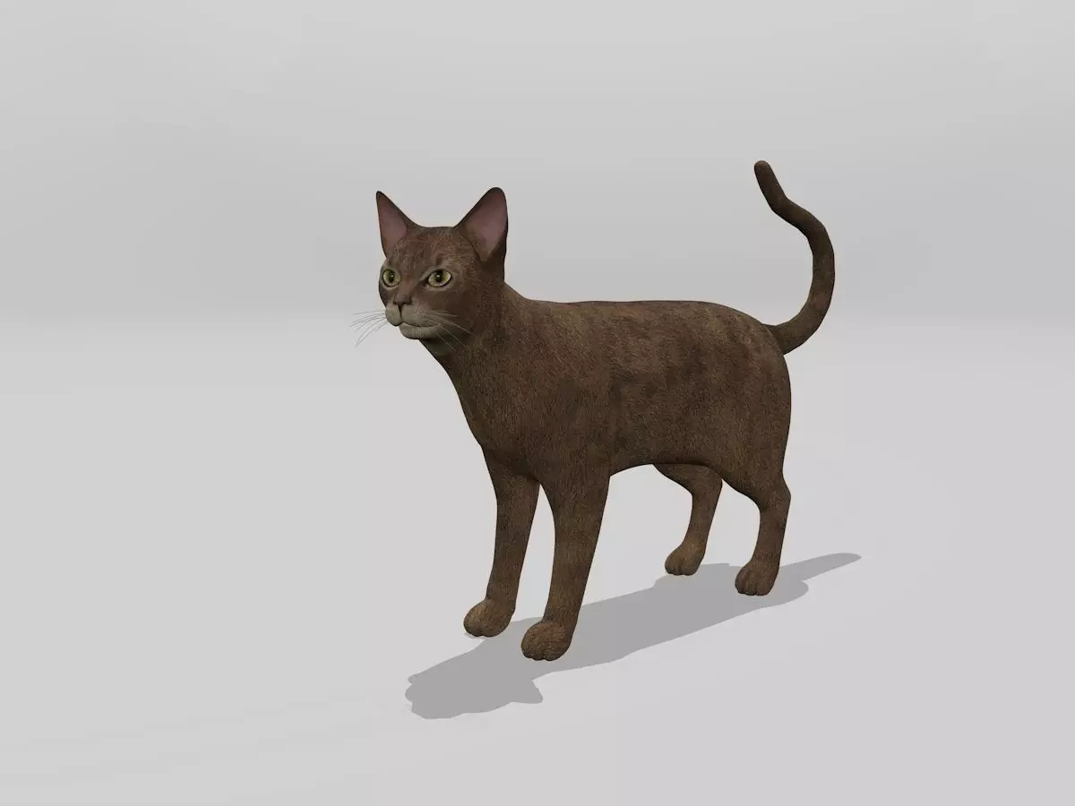 Abyssinian Cat Full Rigged Low-poly 3D model_0