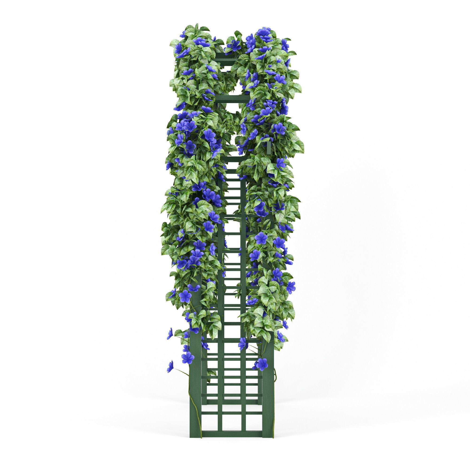 Convolvulus flowers 3D model_4