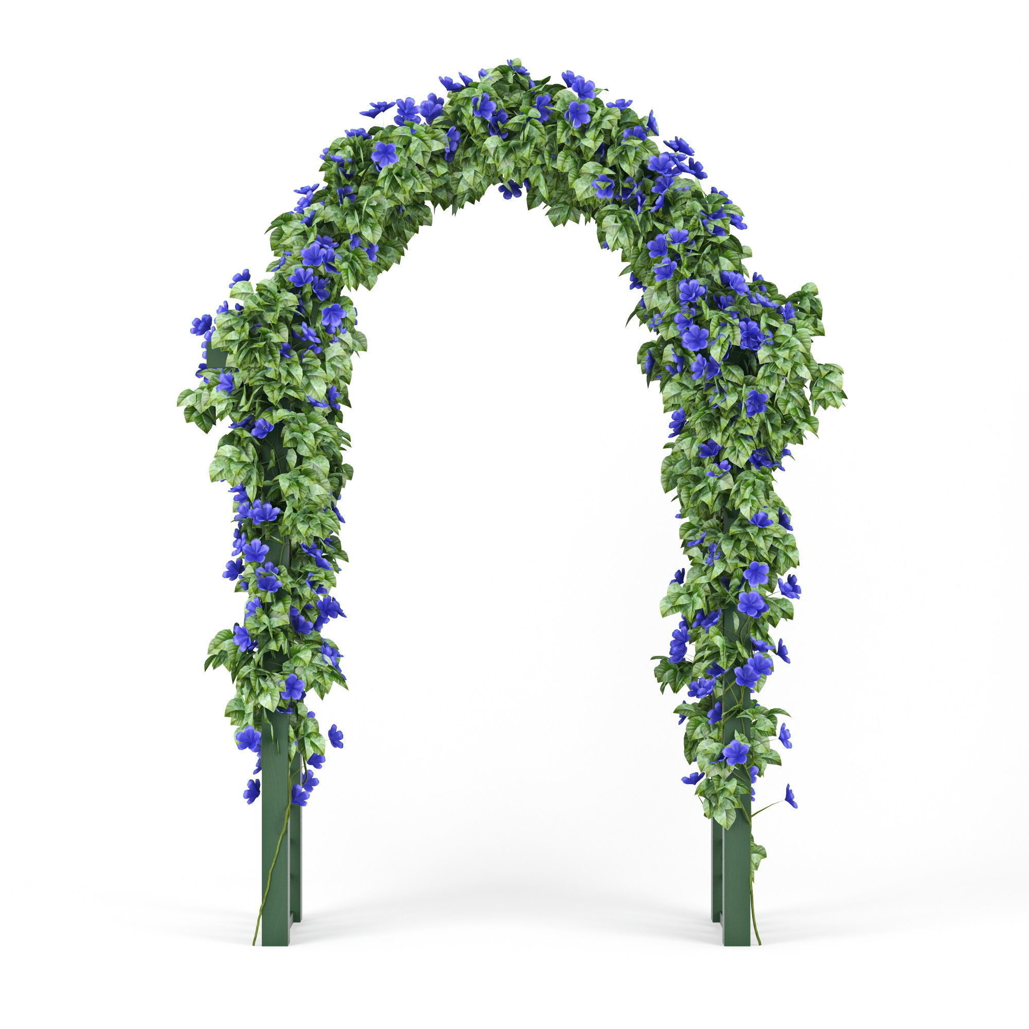 Convolvulus flowers 3D model_1