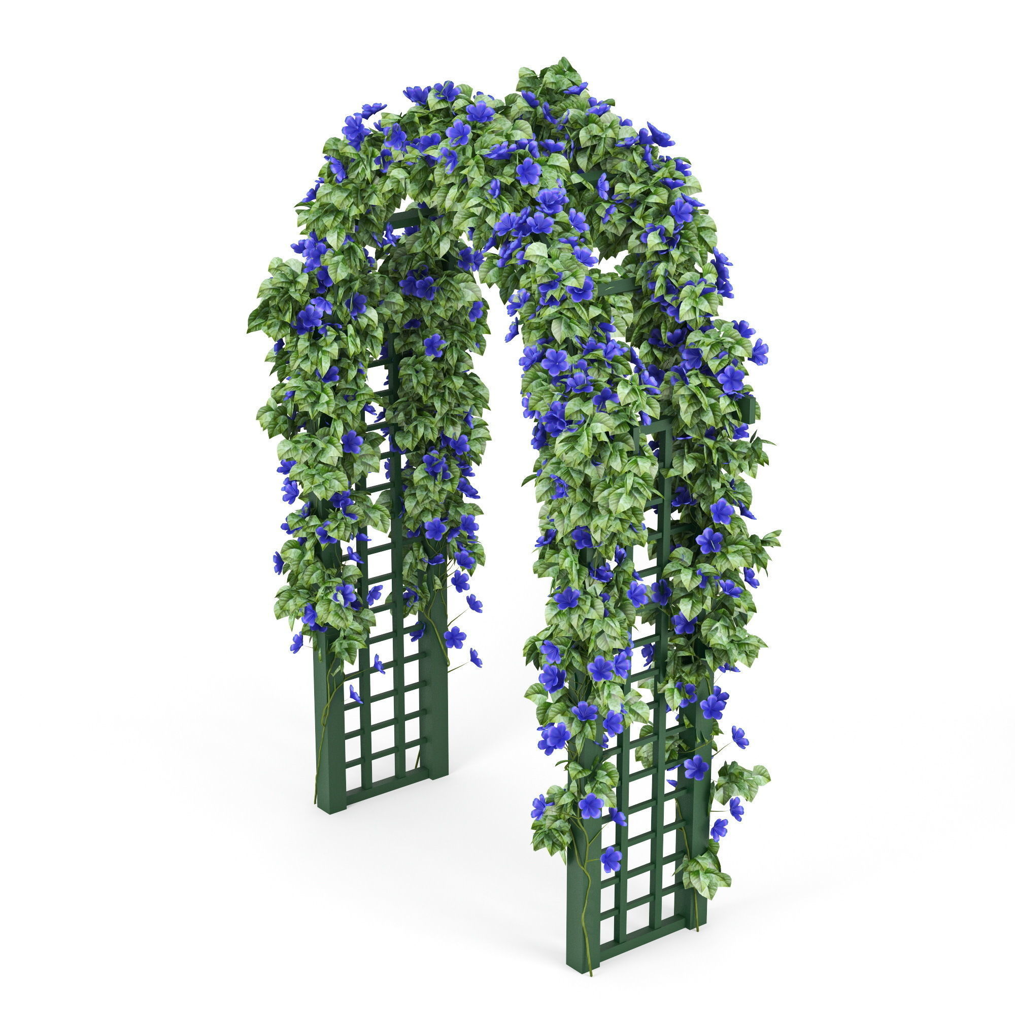 Convolvulus flowers 3D model_2