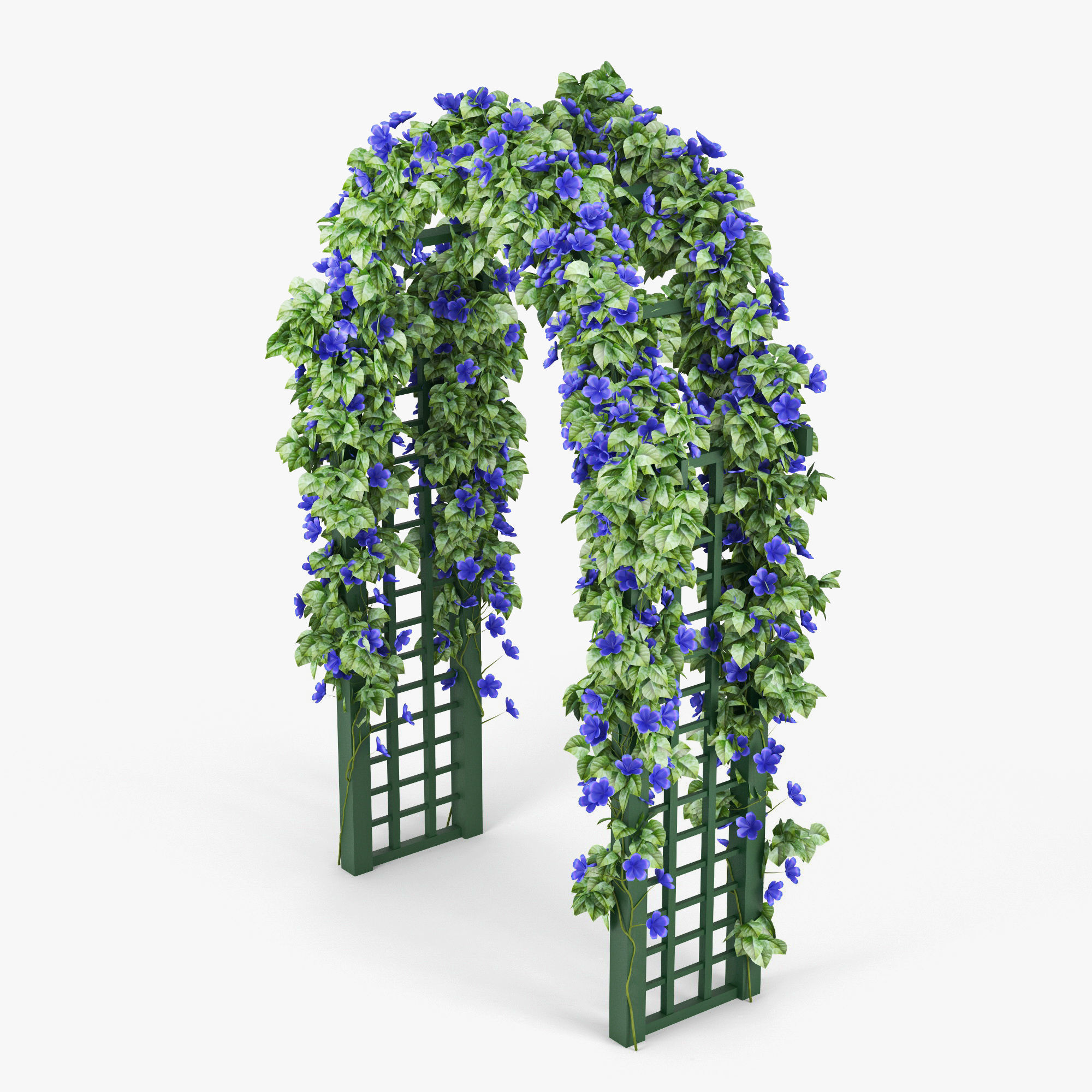 Convolvulus flowers 3D model_3