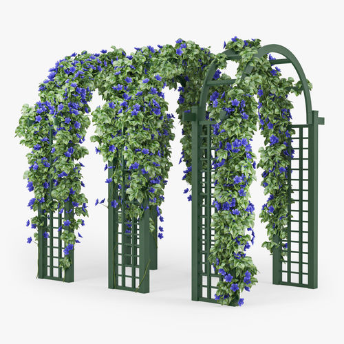 Convolvulus set ivy arch 3D model