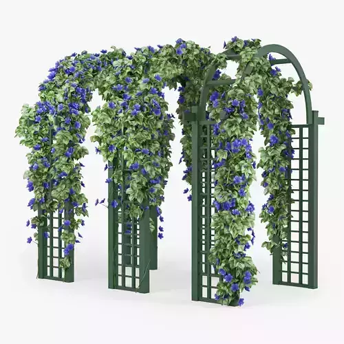 Convolvulus set ivy arch