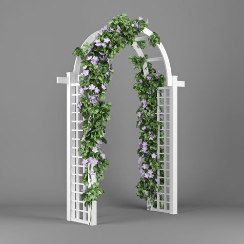 Convolvulus white 3D model