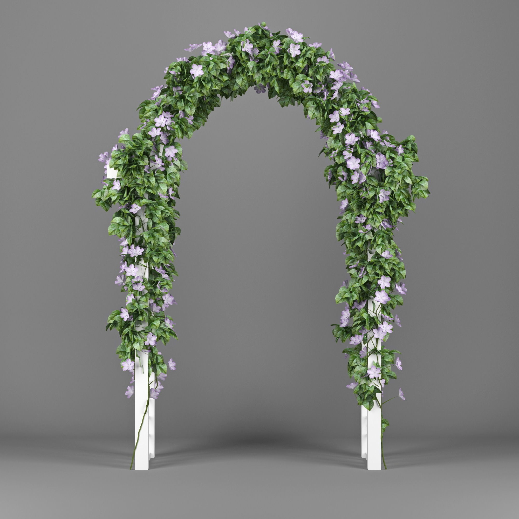 Convolvulus white arch 3D model_1