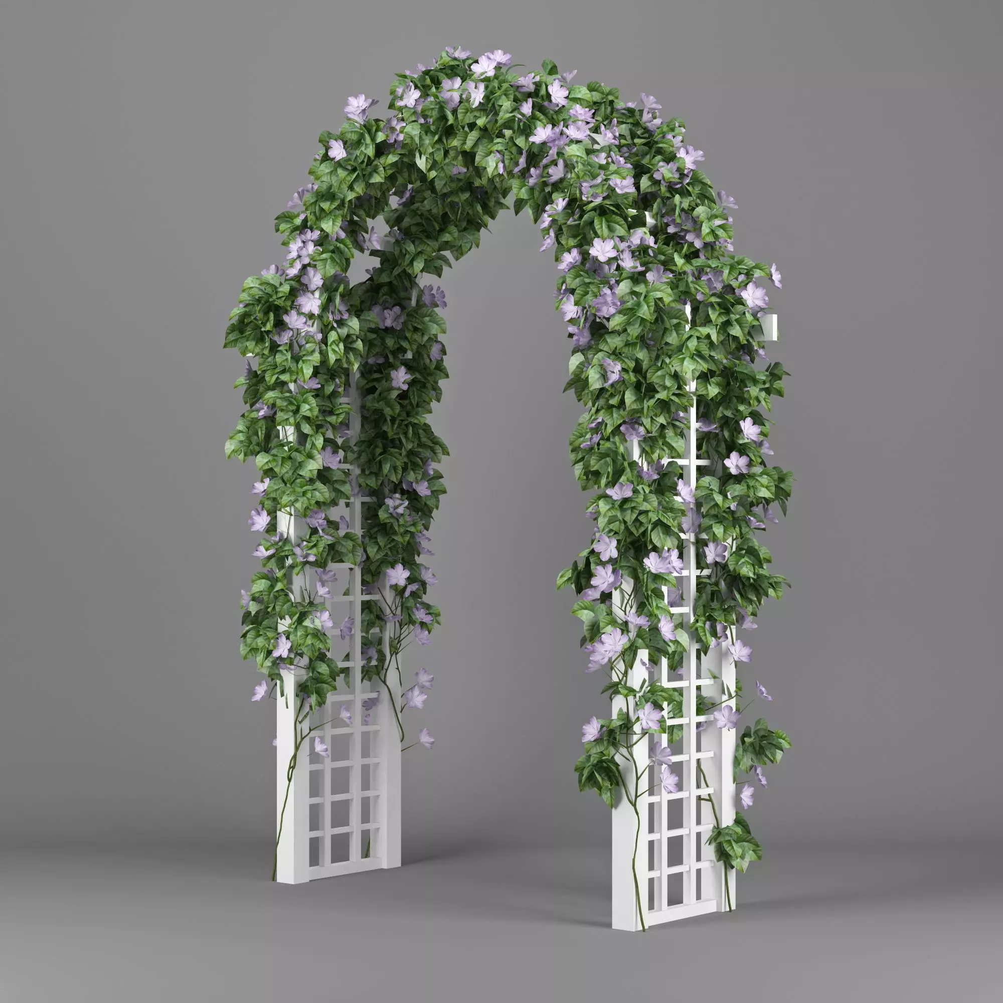 Convolvulus white arch 3D model_0
