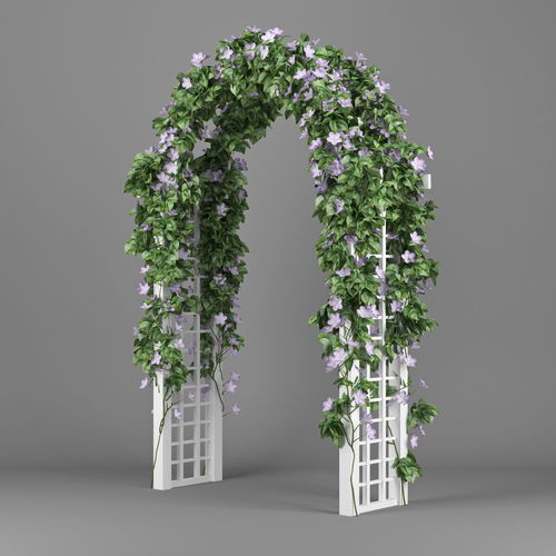 Convolvulus white arch 3D model