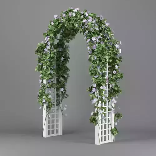Convolvulus white arch