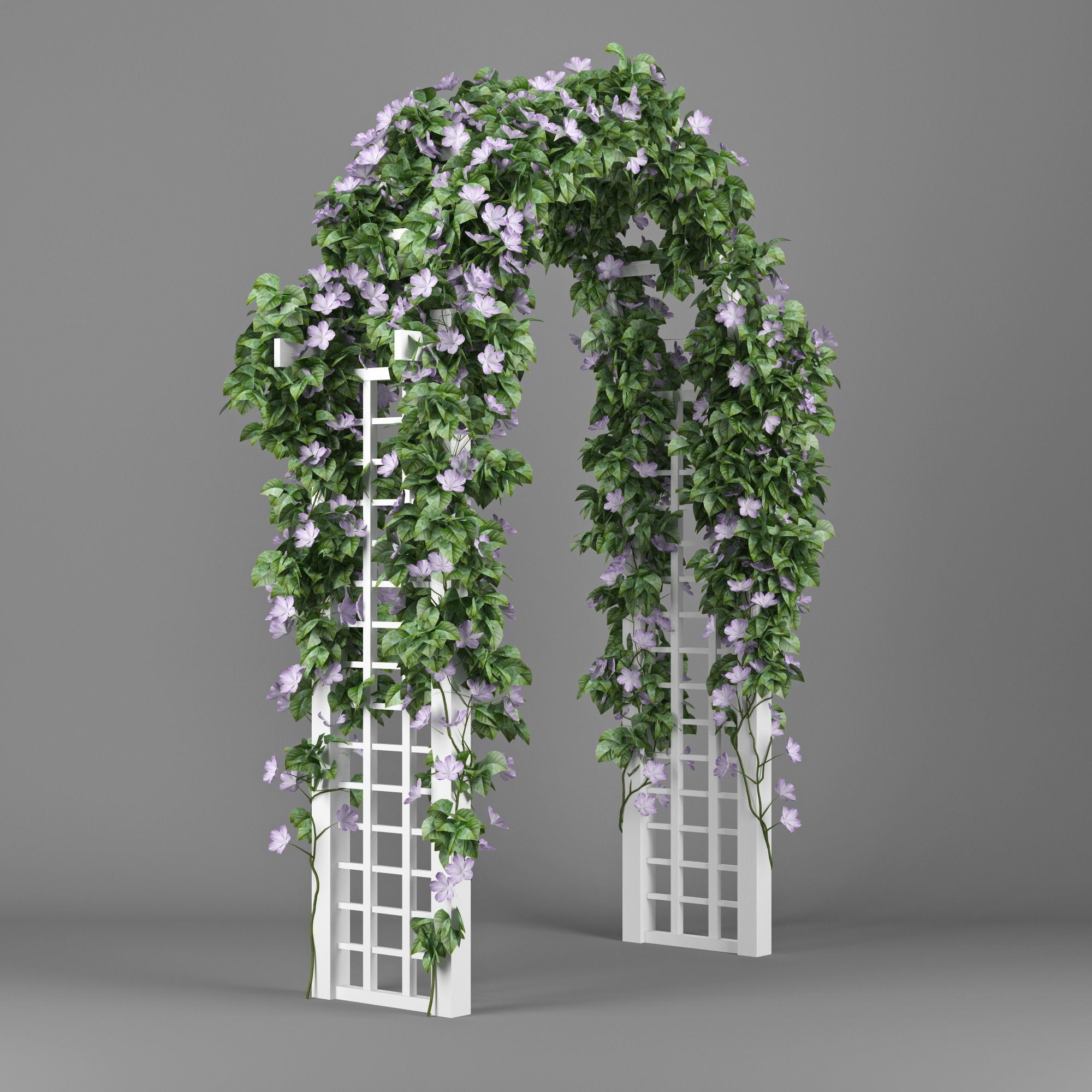 Convolvulus white arch 3D model_3