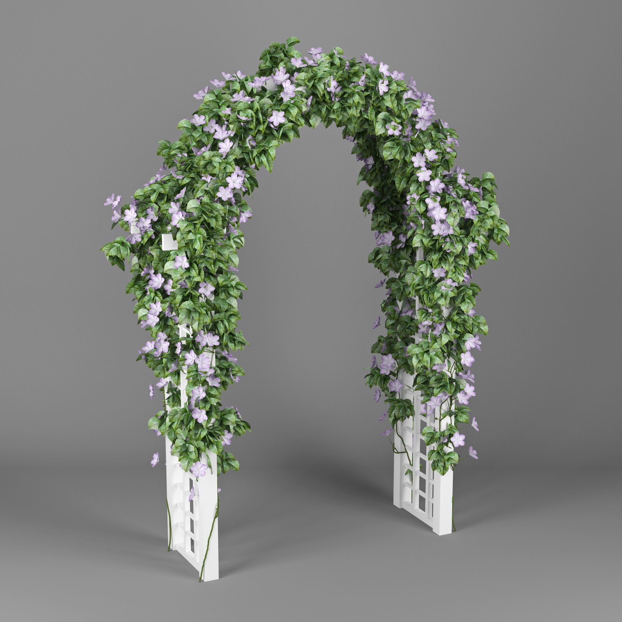 Convolvulus white arch 3D model_2