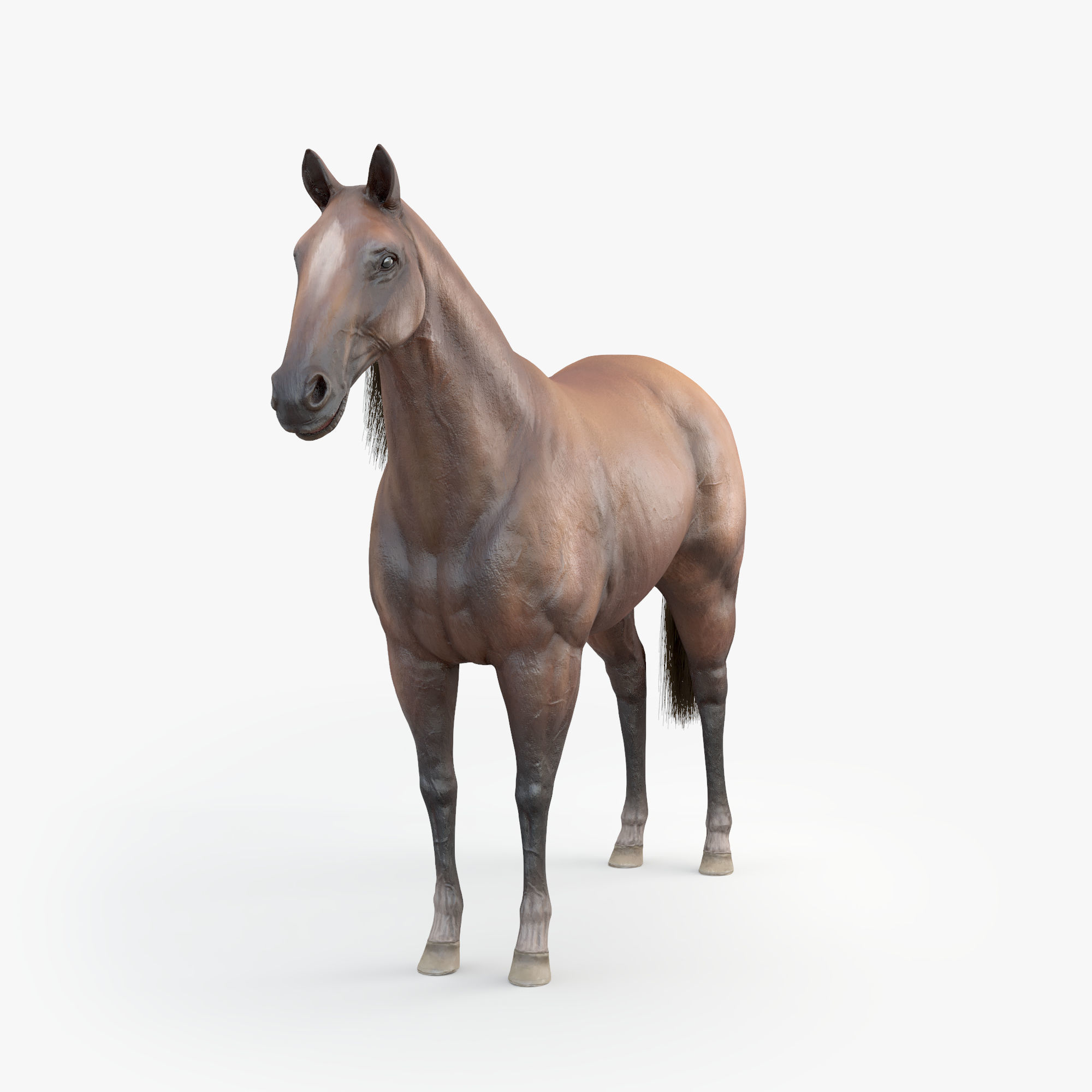 3D Horse RIGGED FUR Low-poly 3D model_9