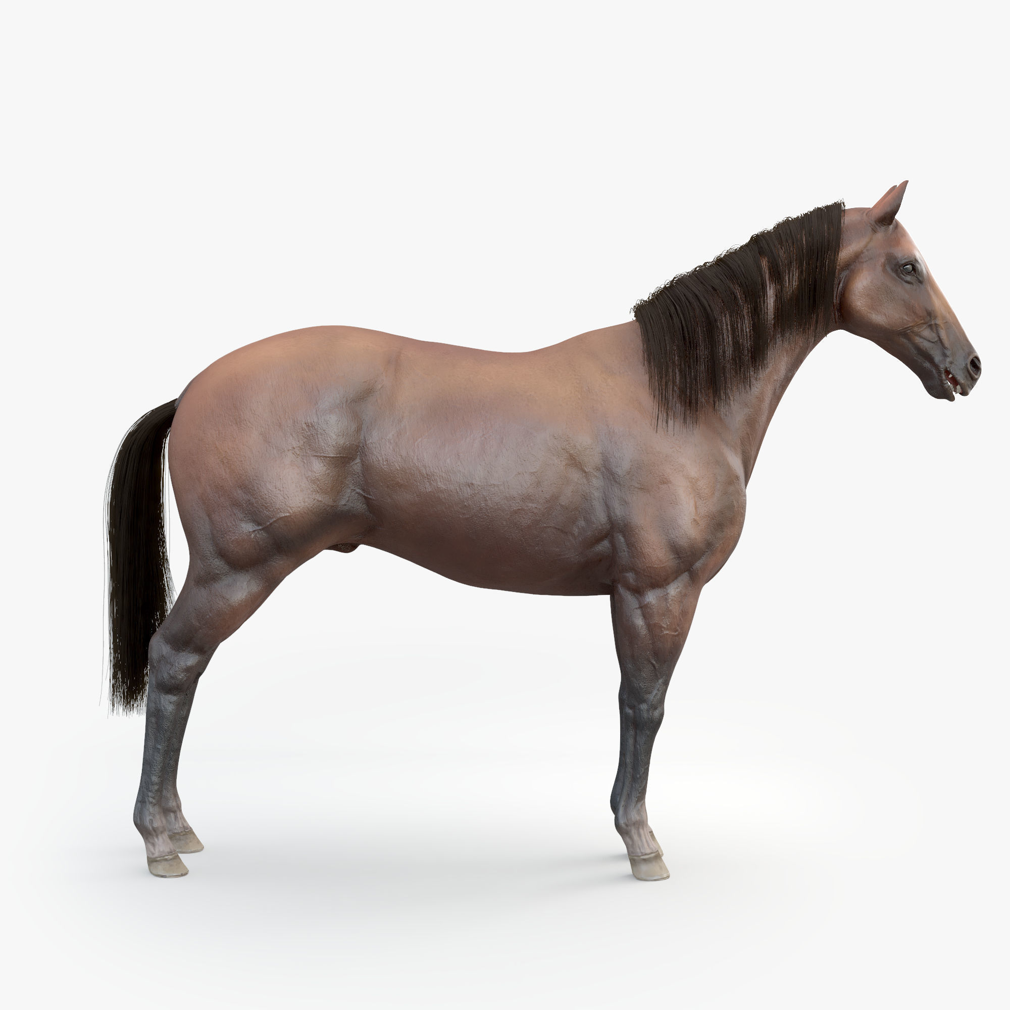 3D Horse RIGGED FUR Low-poly 3D model_4