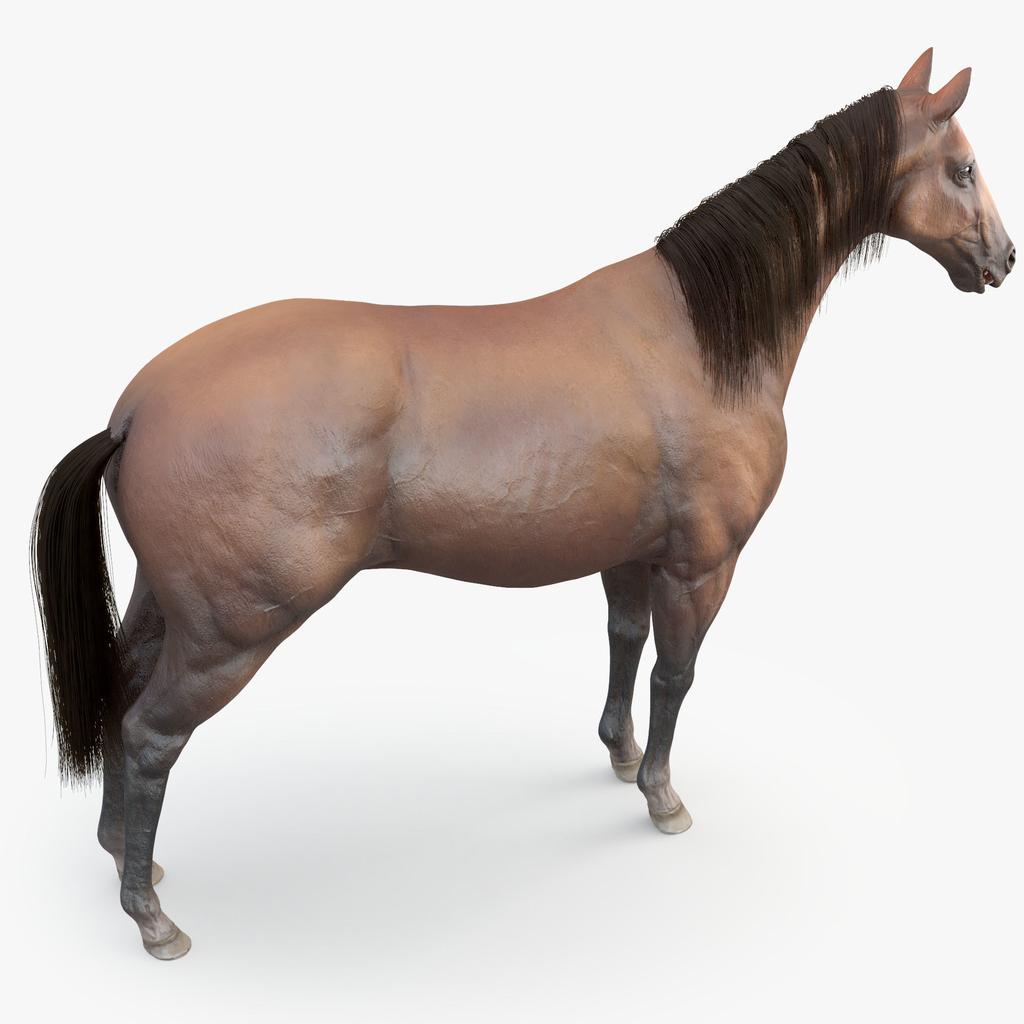 3D Horse RIGGED FUR Low-poly 3D model_12