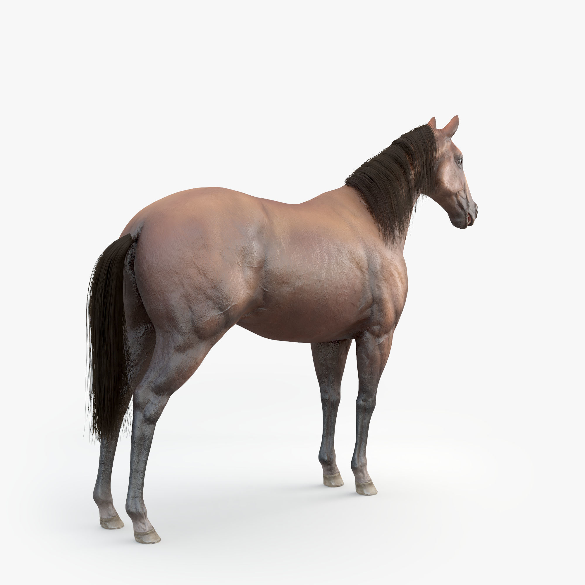 3D Horse RIGGED FUR Low-poly 3D model_3