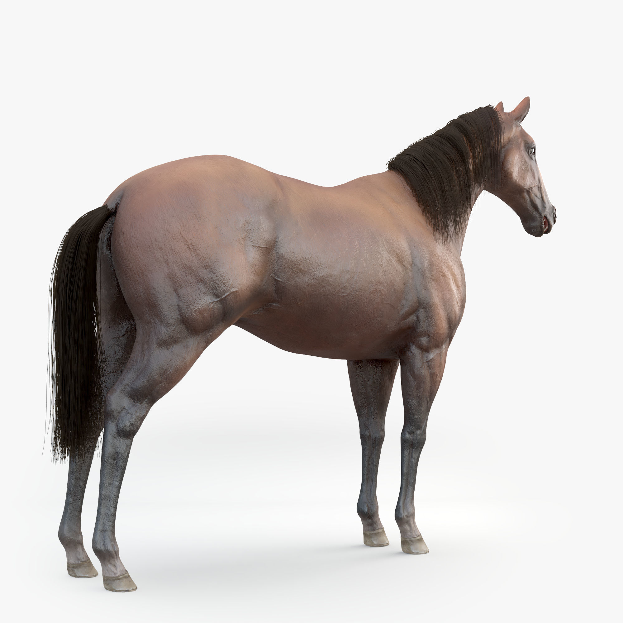 3D Horse RIGGED FUR Low-poly 3D model_11