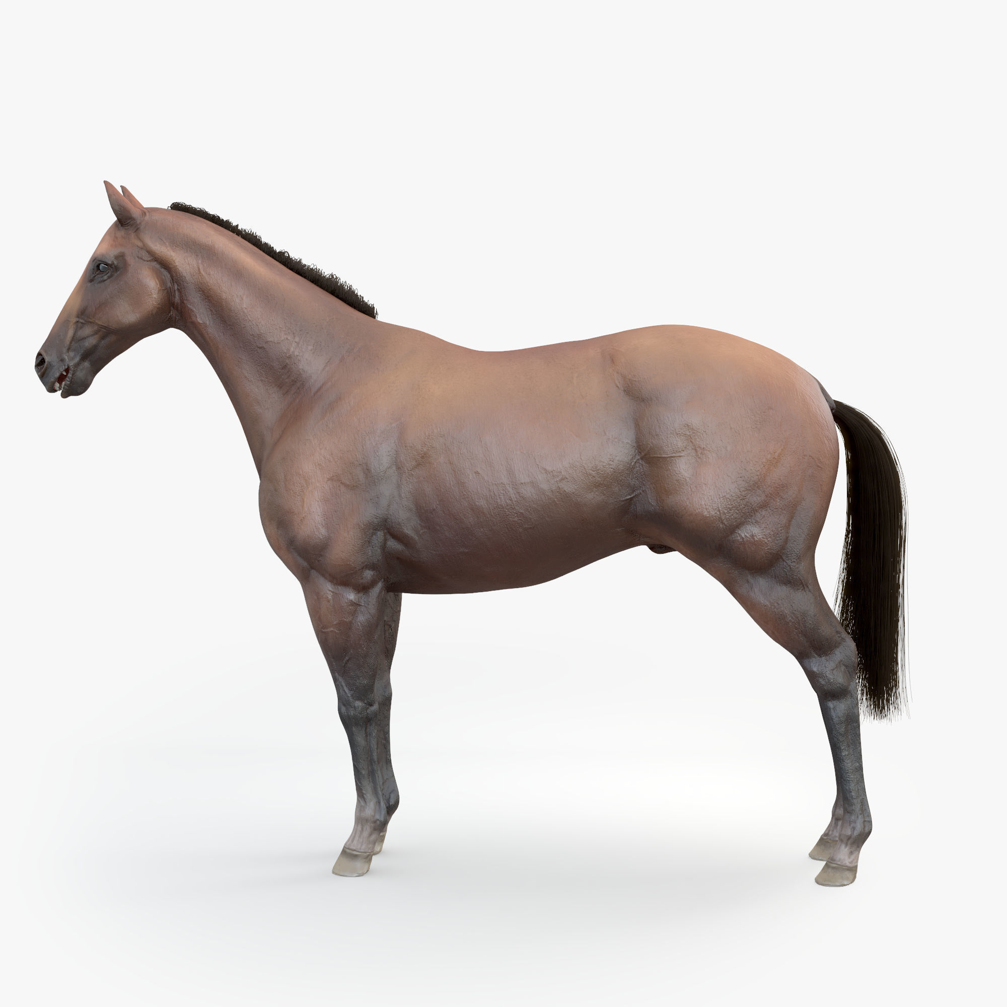 3D Horse RIGGED FUR Low-poly 3D model_7