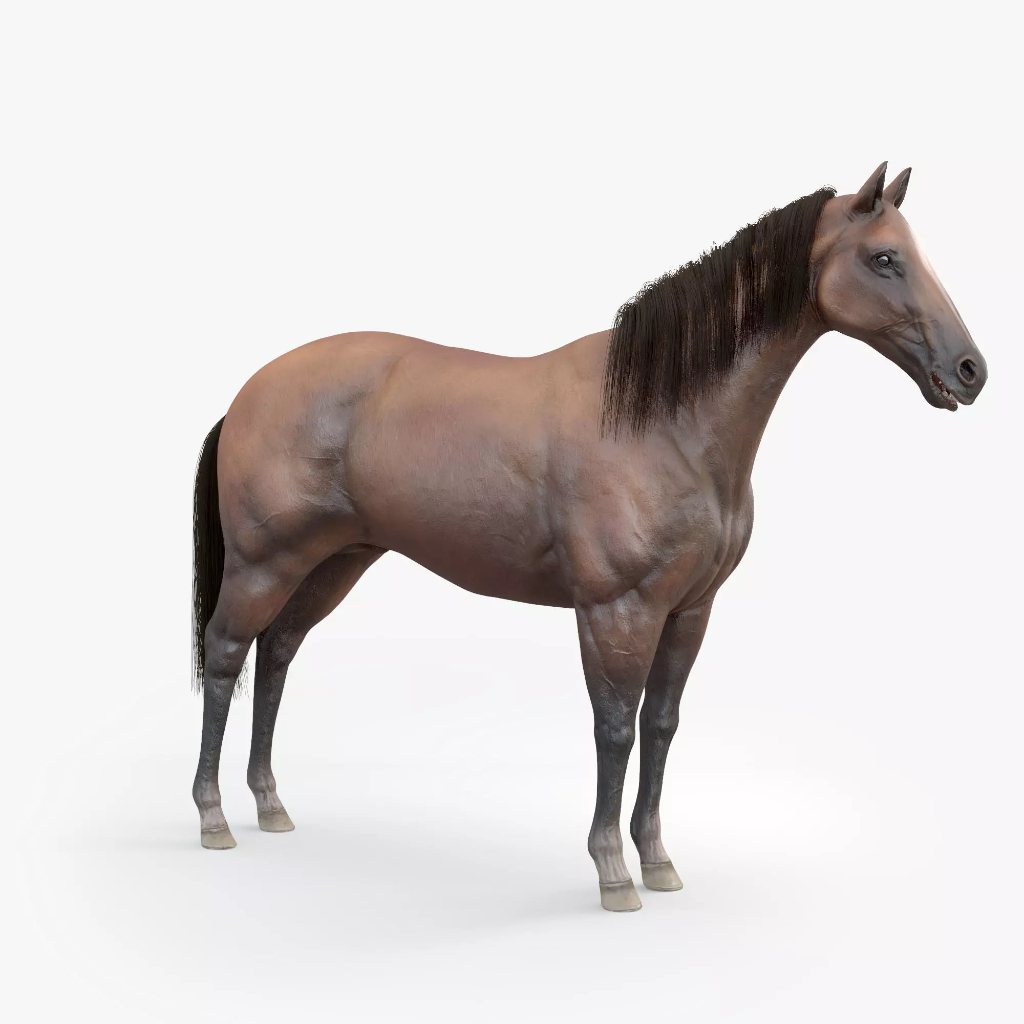 3D Horse RIGGED FUR Low-poly 3D model_0