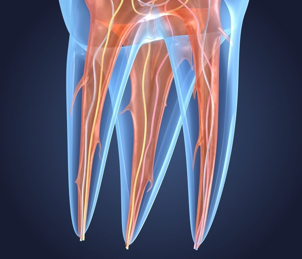 Transparent tooth 3d model of endodontics inner structure 3D model_2