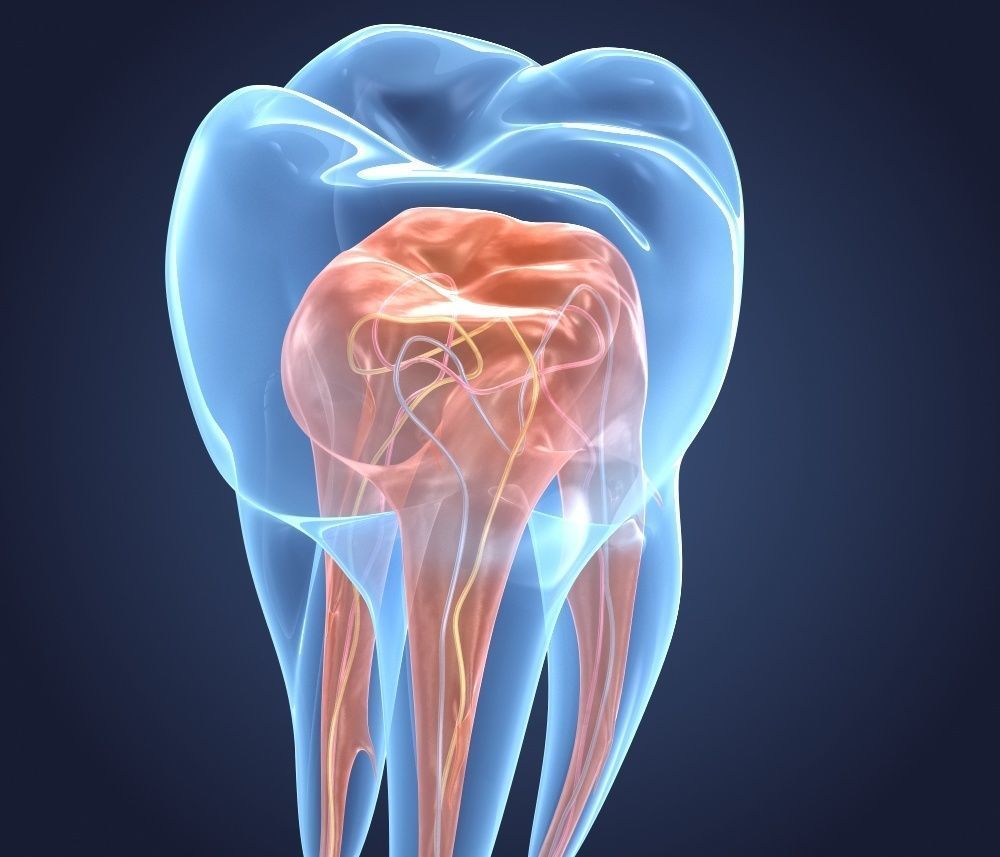 Transparent tooth 3d model of endodontics inner structure 3D model_3