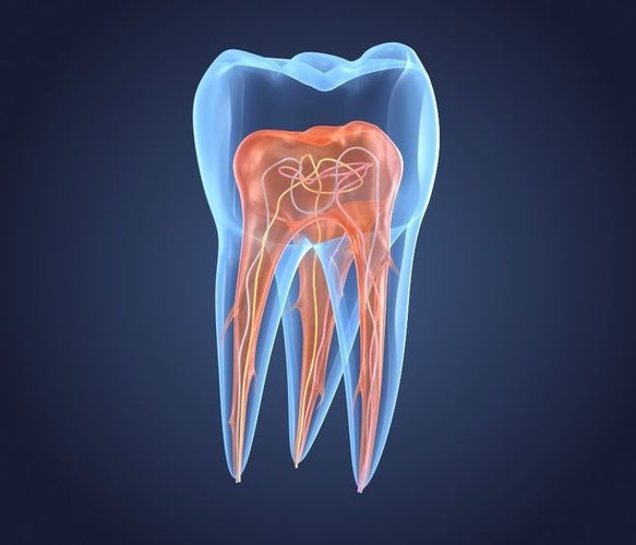 Transparent tooth 3d model of endodontics inner structure 3D model