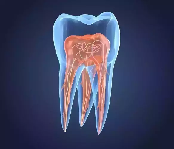 Transparent tooth 3d model of endodontics inner structure 3D model