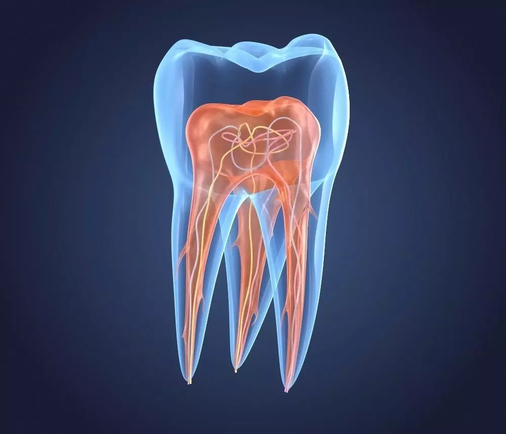Transparent tooth 3d model of endodontics inner structure 3D model_0