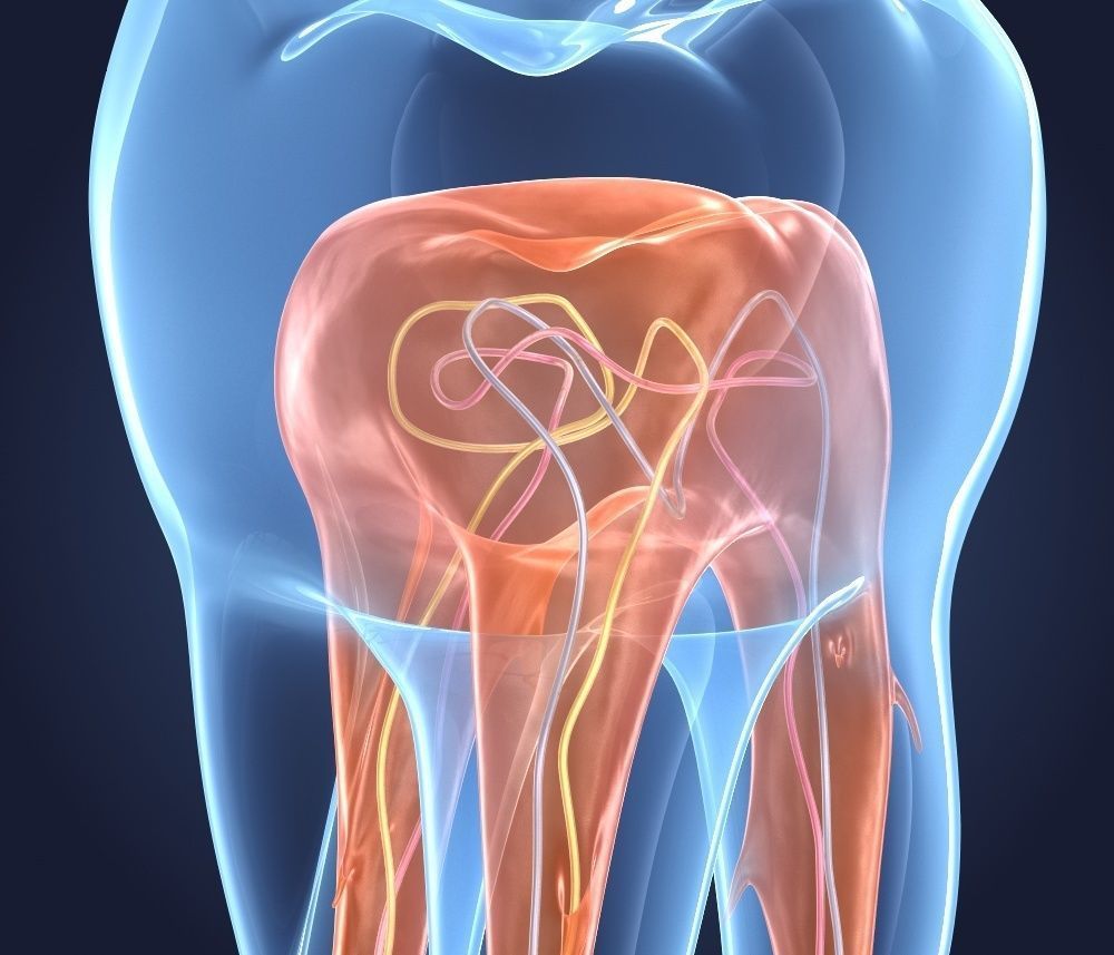 Transparent tooth 3d model of endodontics inner structure 3D model_6