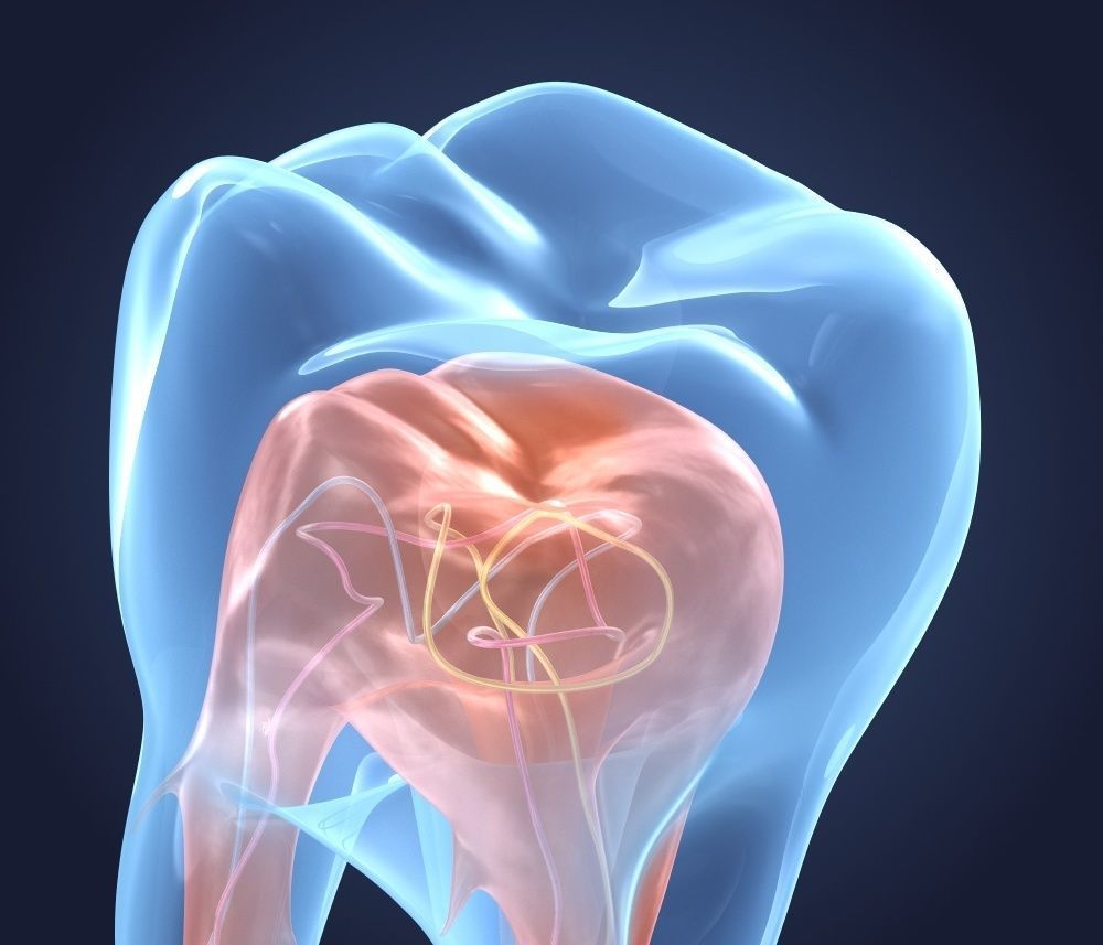 Transparent tooth 3d model of endodontics inner structure 3D model_1