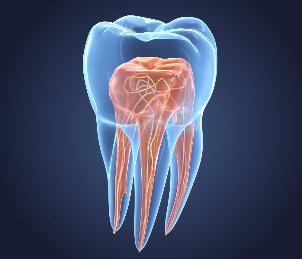 Transparent tooth 3d model of endodontics inner structure 3D model_5