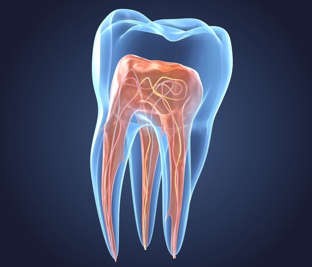 Transparent tooth 3d model of endodontics inner structure 3D model_4