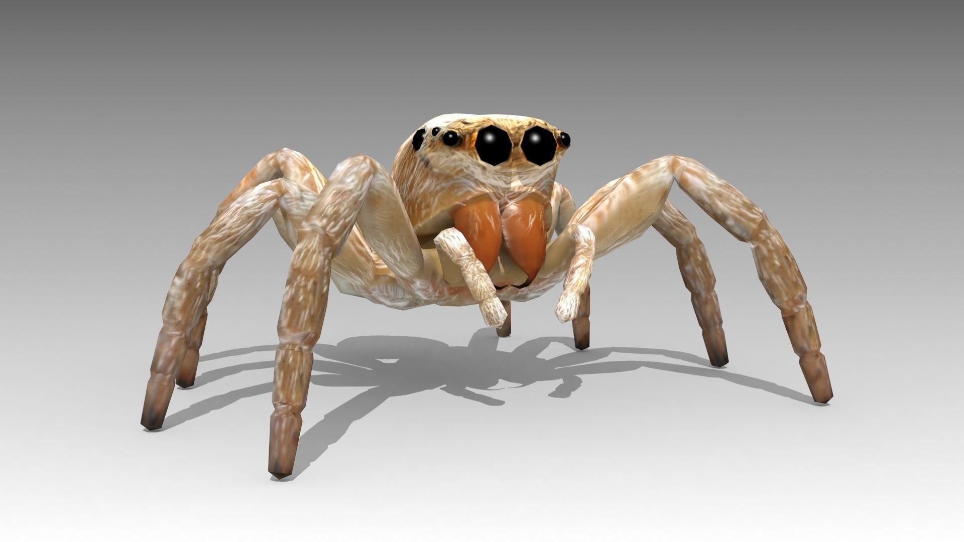 Jumping Spider Low-poly 3D model_2
