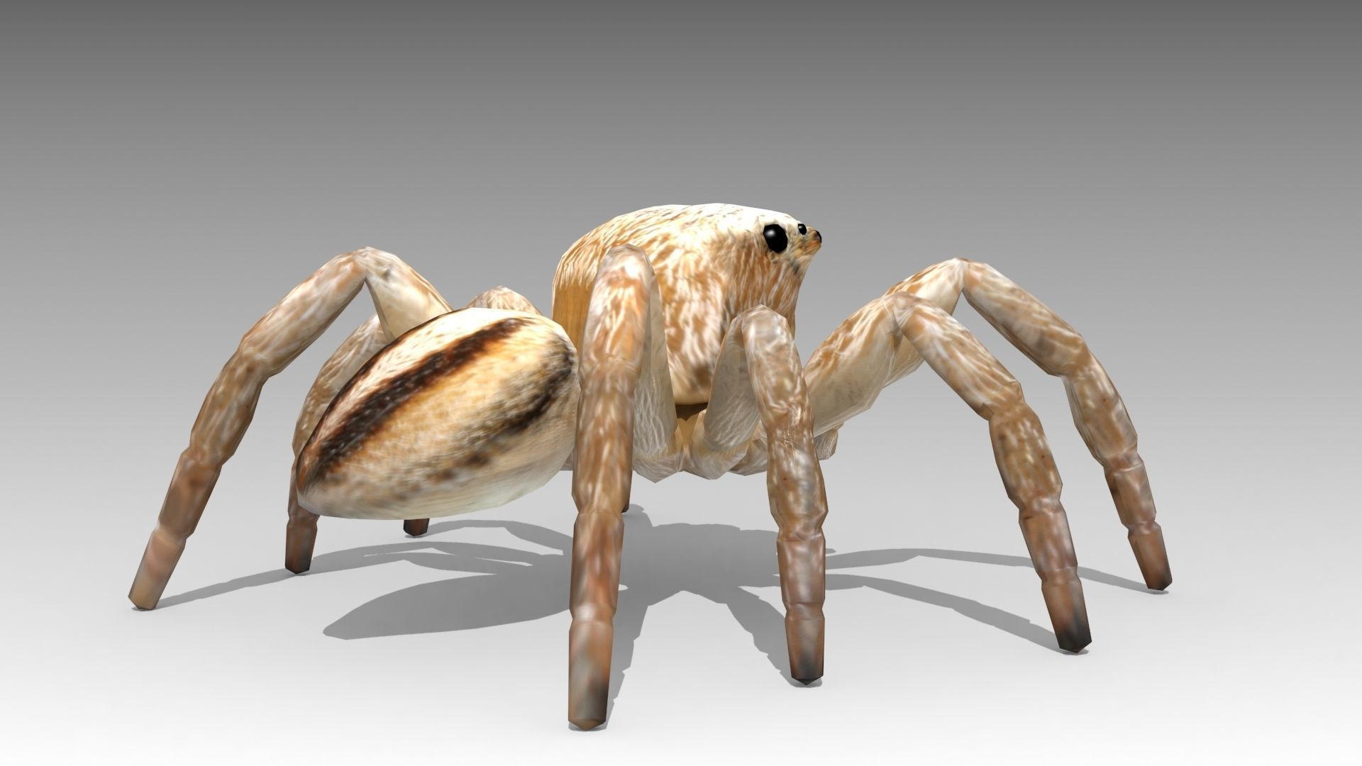 Jumping Spider Low-poly 3D model_6