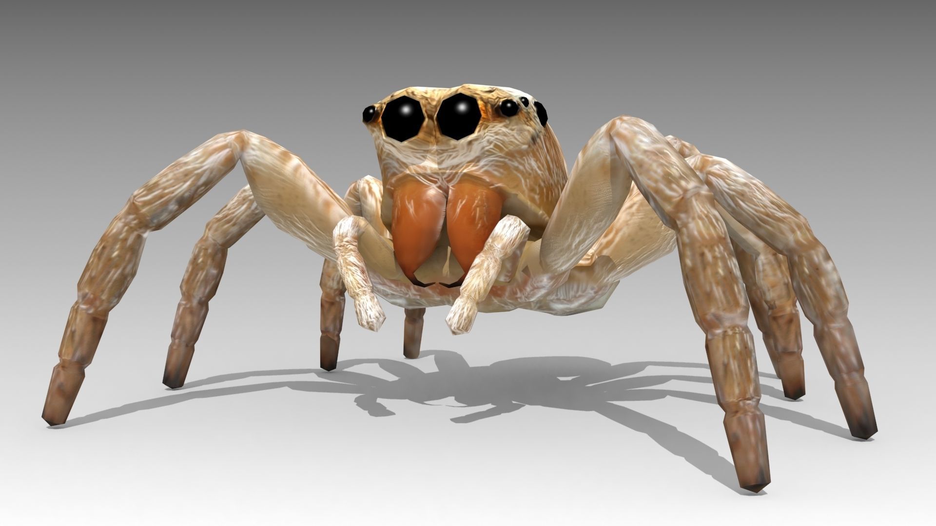 Jumping Spider Low-poly 3D model_5