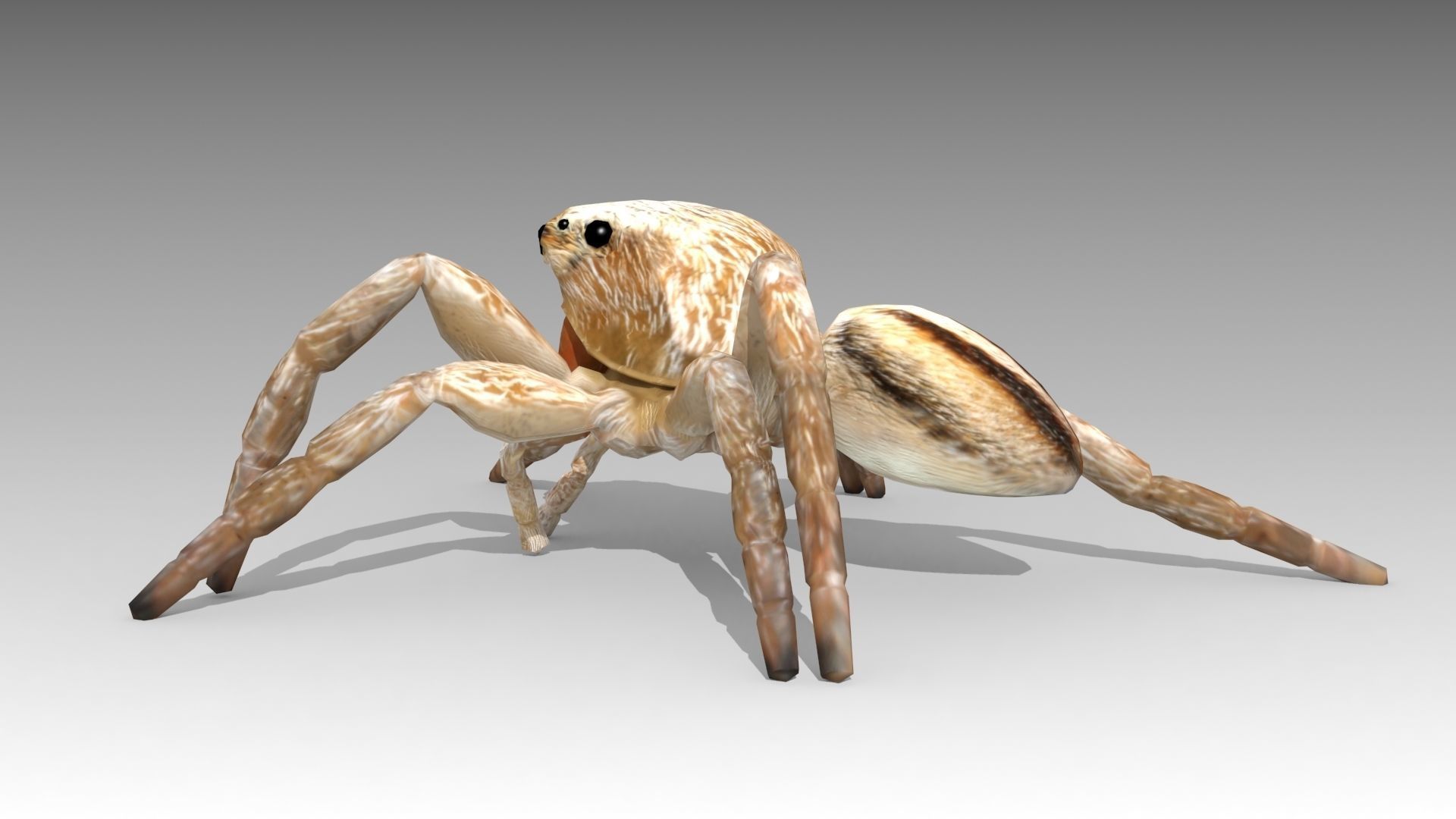 Jumping Spider Low-poly 3D model_3