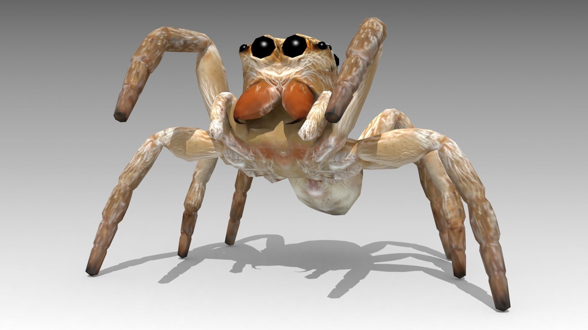Jumping Spider Low-poly 3D model_4