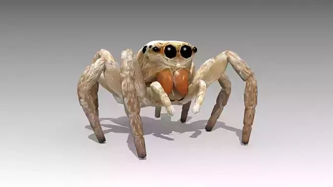 Jumping Spider Low-poly 3D model