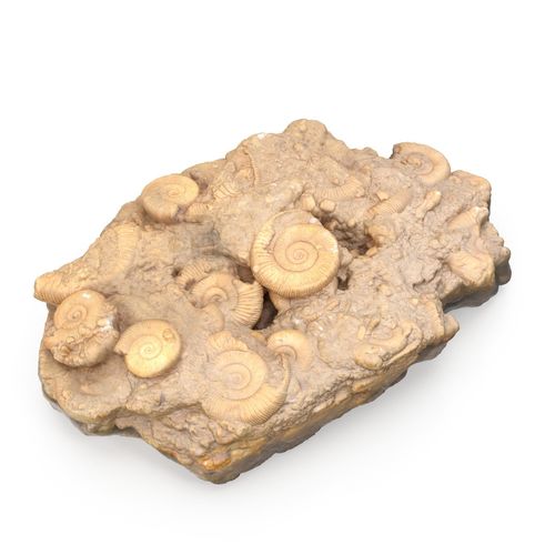 Fossils Rock Low-poly 3D model