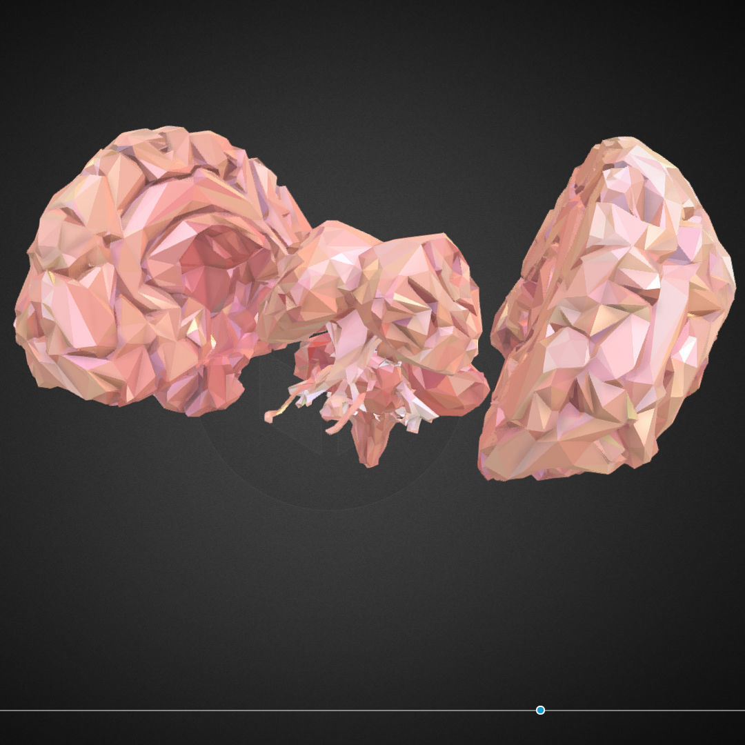 Brain Real Low Polygon Art Medical Low-poly 3D model_12