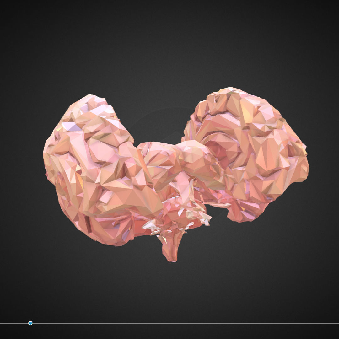 Brain Real Low Polygon Art Medical Low-poly 3D model_8