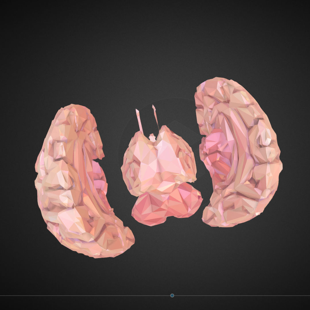 Brain Real Low Polygon Art Medical Low-poly 3D model_13