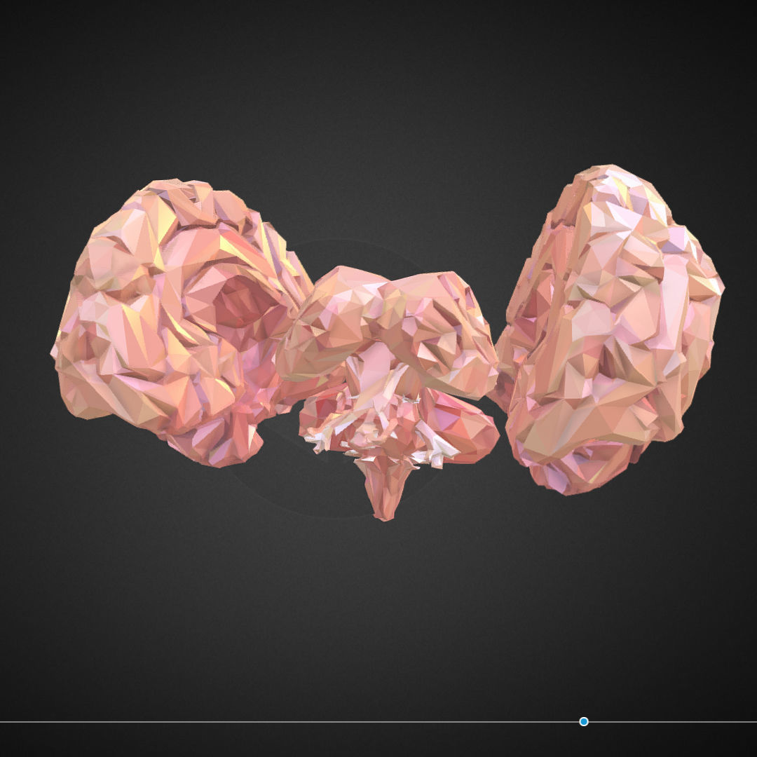 Brain Real Low Polygon Art Medical Low-poly 3D model_7