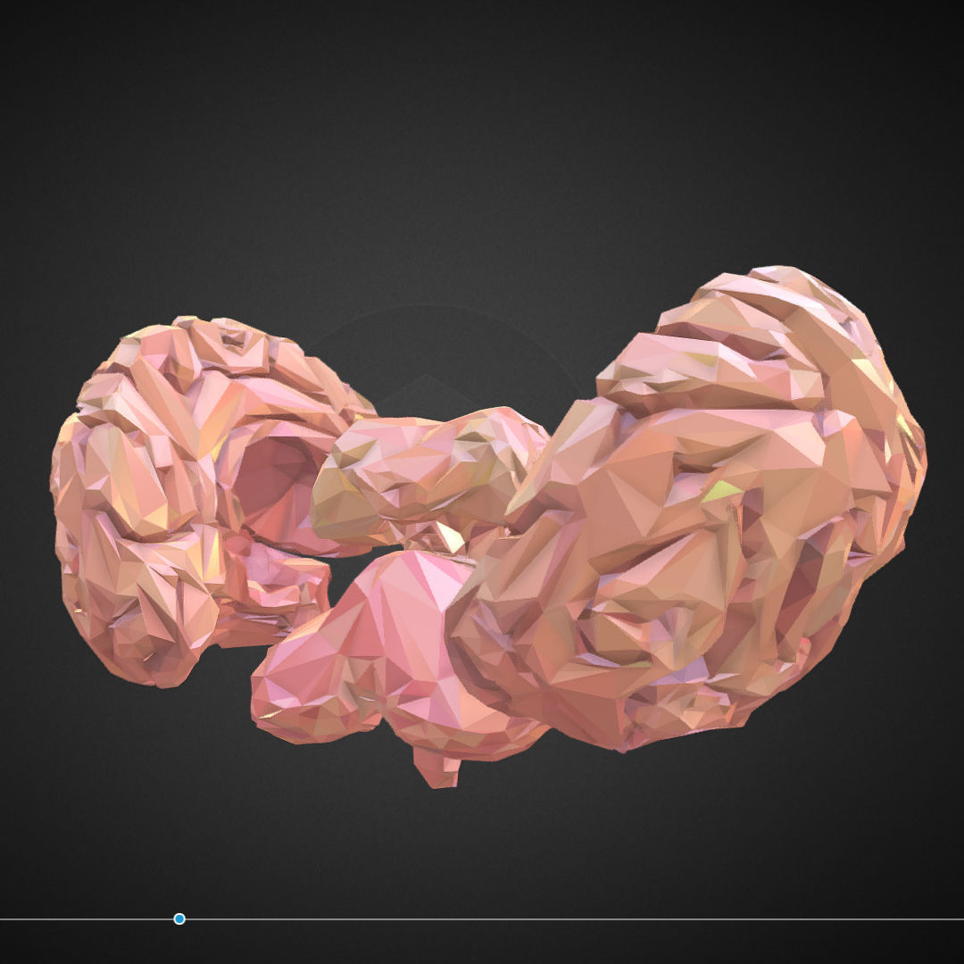 Brain Real Low Polygon Art Medical Low-poly 3D model_11