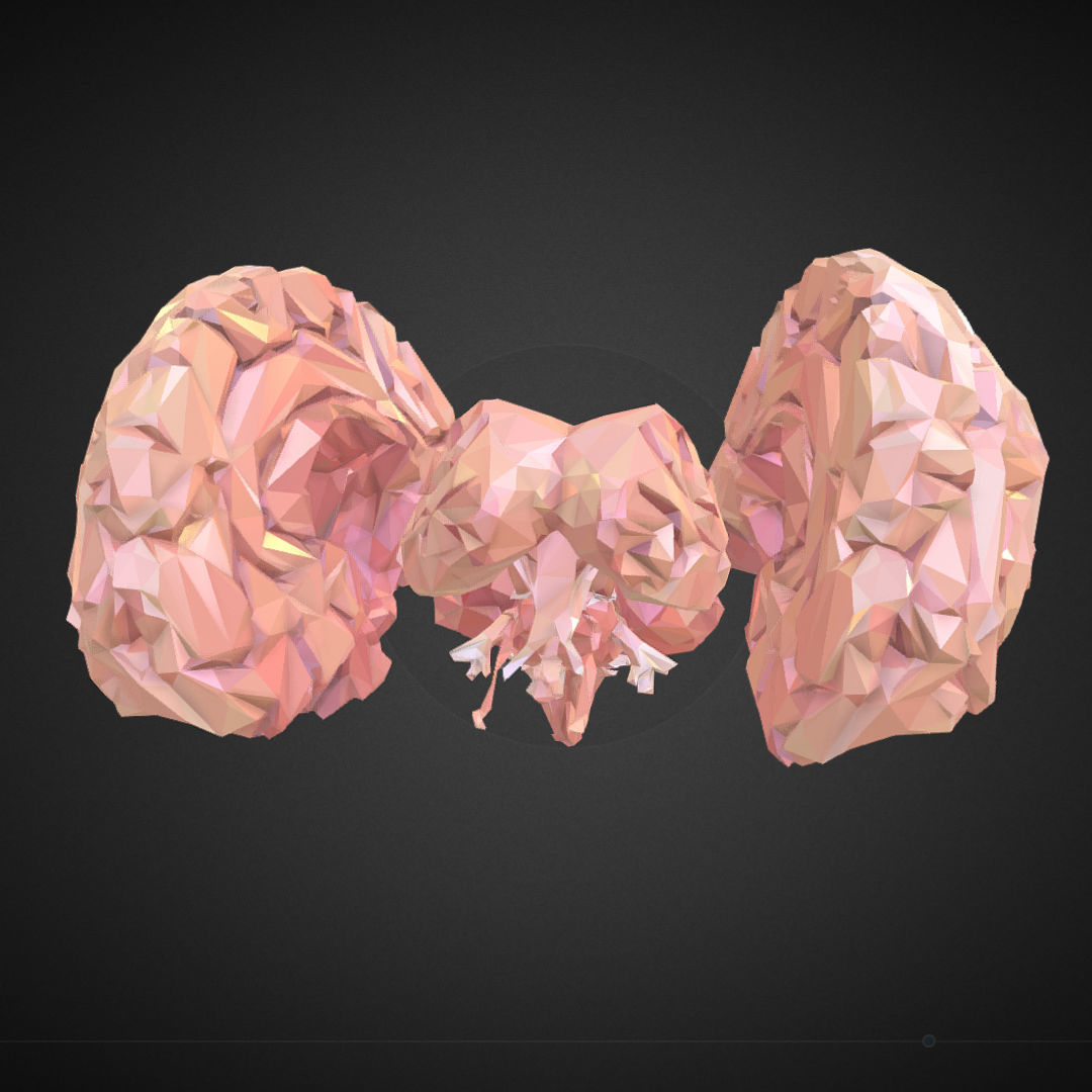 Brain Real Low Polygon Art Medical Low-poly 3D model_16