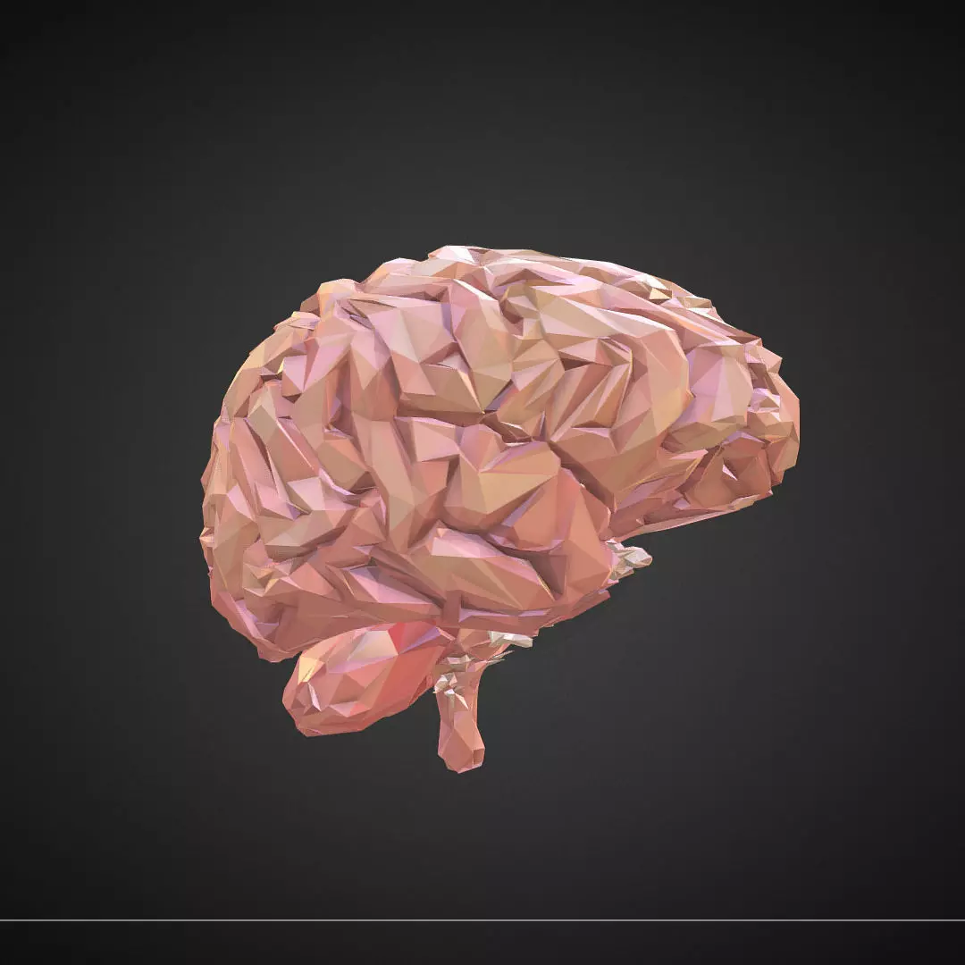 Brain Real Low Polygon Art Medical Low-poly 3D model_0