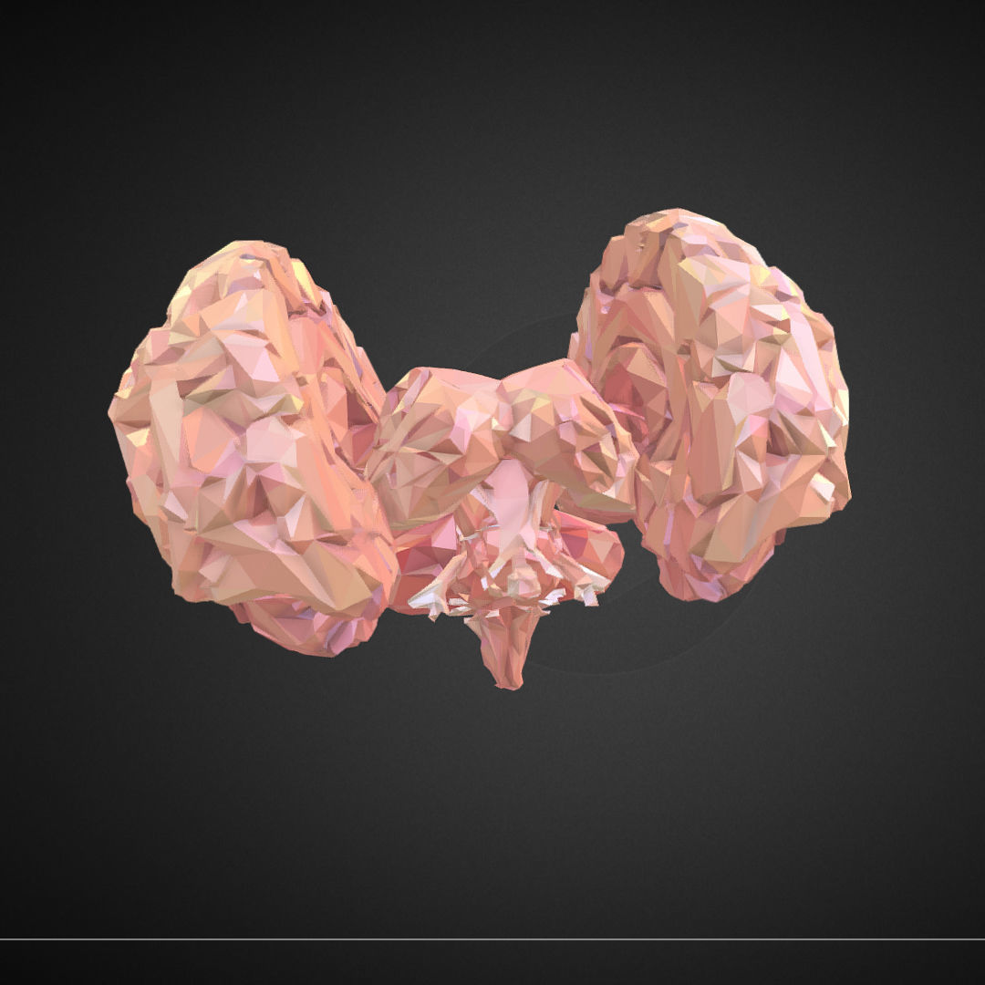 Brain Real Low Polygon Art Medical Low-poly 3D model_9
